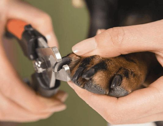 Pet Grooming Razor with Nail File - DMC Wholesale